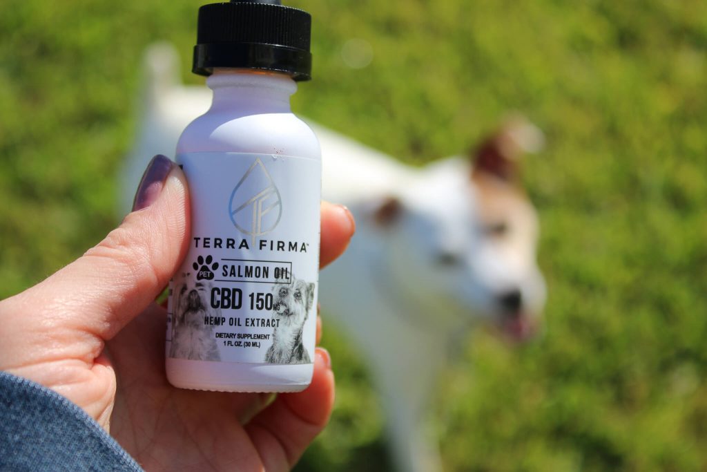 Using CBD Oil For Dogs
